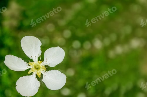 Preview: Blossoming Branch Apple. Bright Colorful Spring Flowers