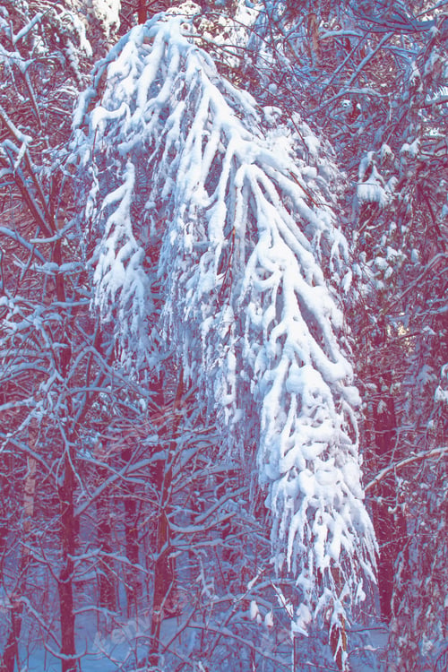 Preview: Frozen Winter Forest With Snow Covered Trees.