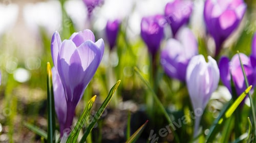 Preview: Crocuses Is Spring Bulbous Flowers