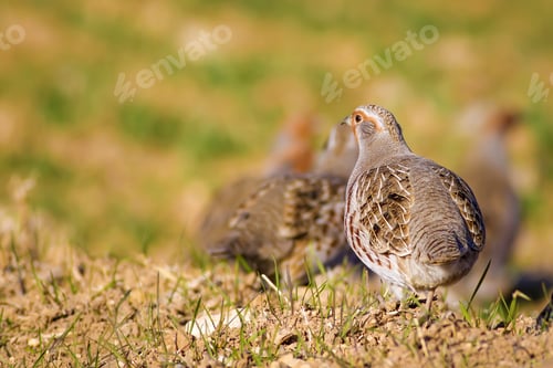 Preview: Partridges. Colorful Nature Background. Bird: Grey Partridge. Perdix Perdix.