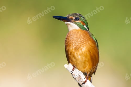 Preview: Cute Little Colorful Bird. Kingfisher. Green Yellow Nature Background. Bird: Common Kingfisher