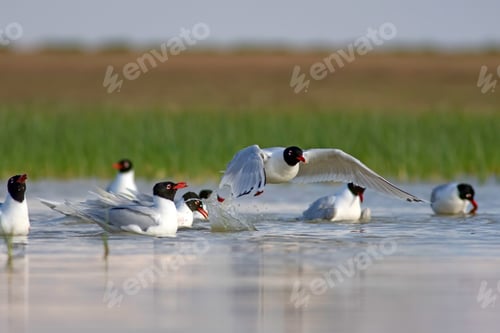 Preview: White Gulls. Blue Green Nature Background. Bird: Mediterranean Gull. Ichthyaetus Melanocephalus.