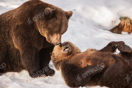Preview: Brown Bears (Ursus Arctos) In Lake Clark National Park, Alaska, Usa