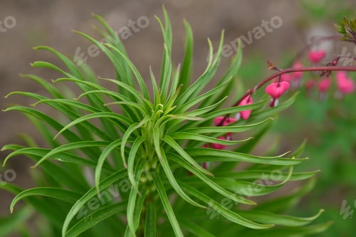 Preview: Lilium Pyrenaicum Green Foliage
