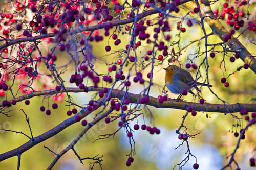 Preview: Cute Bird Robin. Colorful Nature Background European Robin / Erithacus Rubecula