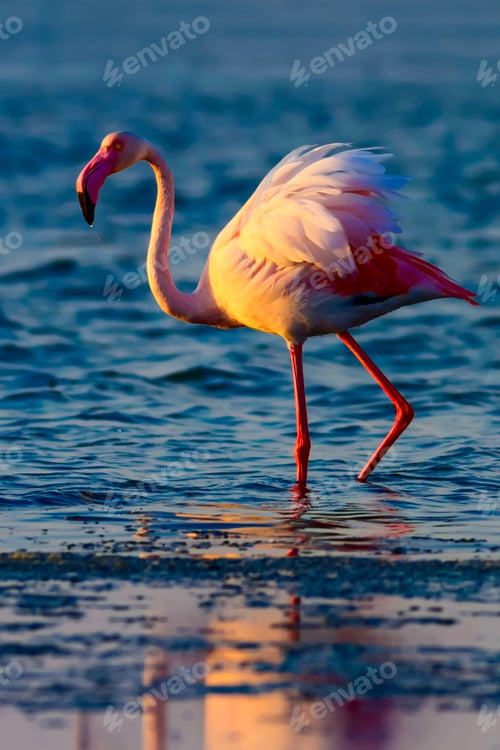 Preview: Flamingo. Blue Water Background.