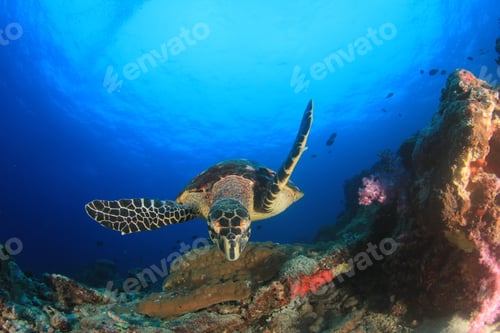 Preview: Hawksbill Sea Turtle