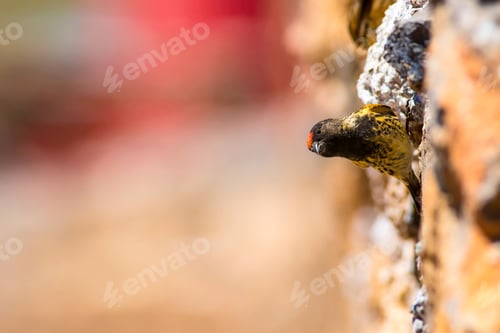 Preview: Cute Bird. Red Fronted Serin. Kayseri Aladaglar Turkey
