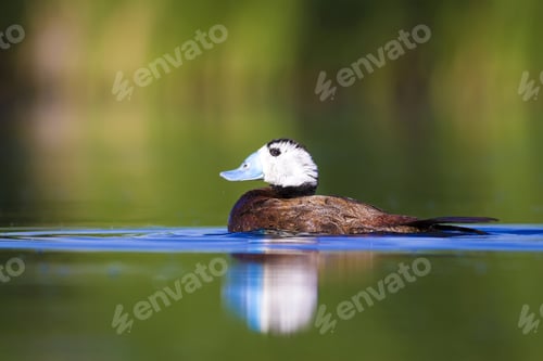 Preview: Swimming Cute Duck. Colorful Nature Background. Bird: White Headed Duck. Oxyura Leucocephala.