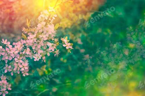 Preview: Blossoming Branch Cherry. Bright Colorful Spring Flowers. Beautiful Nature Scene