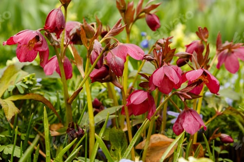 Preview: Hellebore Abkhazian (Sort Braun) In Spring Garden