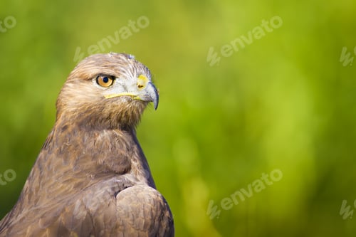 Preview: Hawk Portrait. Green Nature Background Long Legged Buzzard / Buteo Rufinus