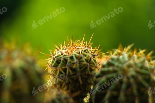 Preview: Cactus Echinopsis Tubiflora