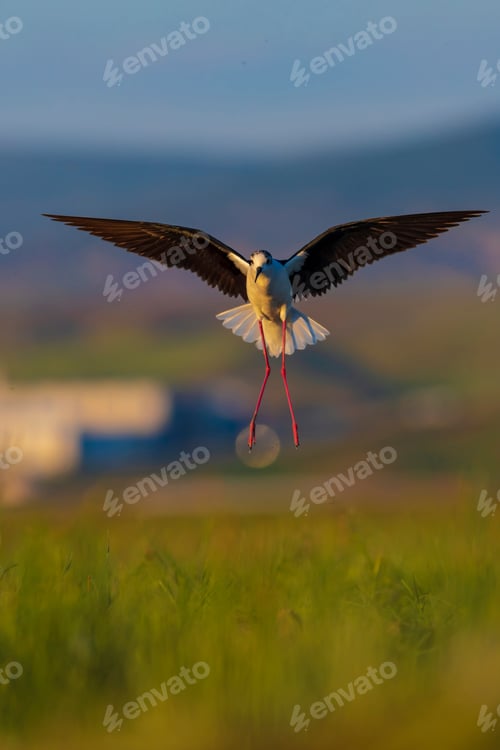 Preview: Flying Bird In Nature. Colorful Natural Background. Bird: Black Winged Stilt.