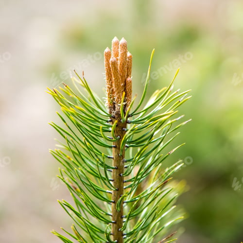 Preview: Pine Tree Blossoms In Spring On Blur Background. Square Image.