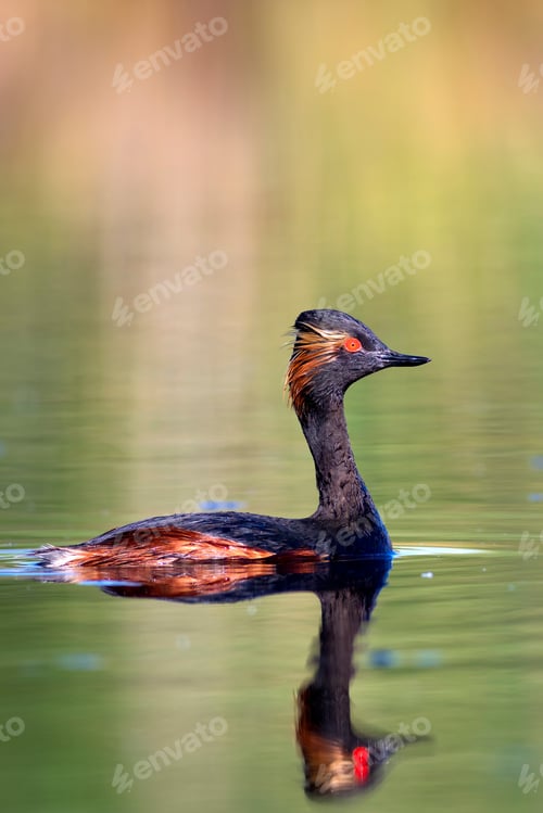 Preview: Water And Swimming Bird. Swimming Grebe. Yellow Green Water Reflections Background. Bird: Black