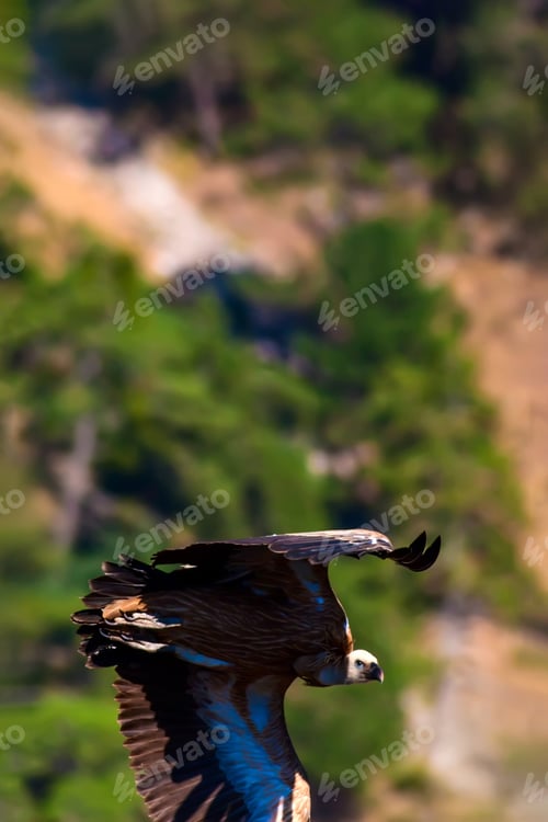 Preview: Flying Vulture. Forest Nature Background.