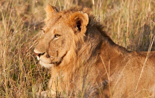 Preview: Male African Lion In The Maasai Mara, Kenya