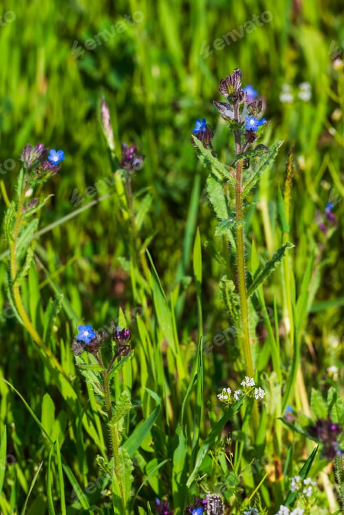 Preview: Blooming Anchusa Azurea In Natural Habitat