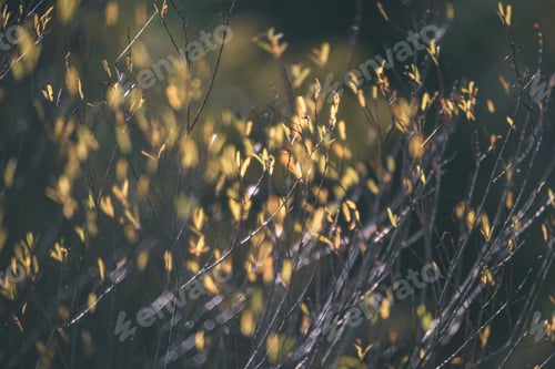 Preview: Autumn Gold Colored Leaves In Bright Sunlight In Forest On Dark Blur Background - Vintage Retro