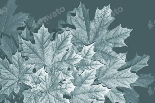 Preview: Autumn Landscape With Bright Colorful Leaves. Indian Summer. Foliage