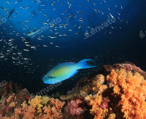 Preview: Parrotfish. Fish On Coral Reef. Scuba Diving In Thailand