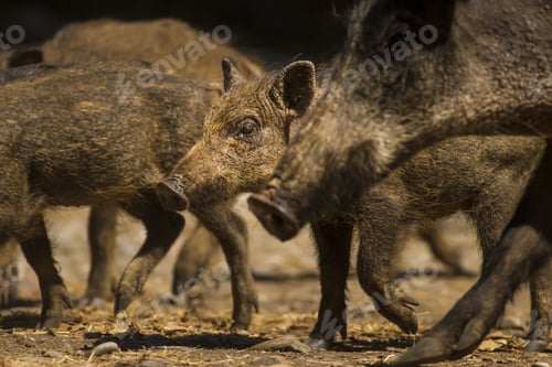 Preview: Wild Boar. Nature Background. Animal: Boar. Sus Scrofa.