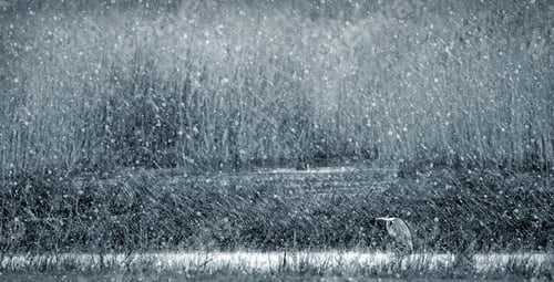 Preview: Winter Nature And Birds. White Nature Background.