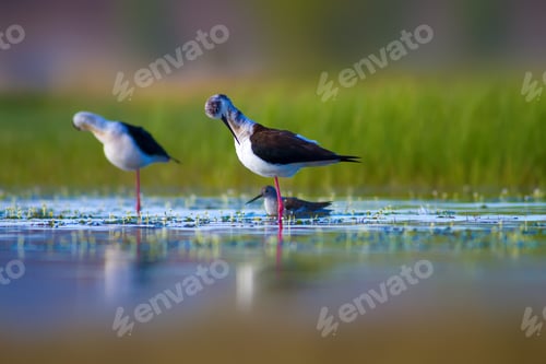 Preview: Romantic Birds. Blue Green Nature Background Black Winged Stilt