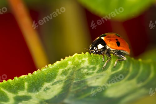 Preview: Cute Red Ladybird. Green Red Nature Background. Macro Photography.
