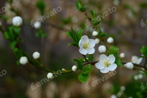 Preview: Plum Tree Flowering Branch On Blurry Background