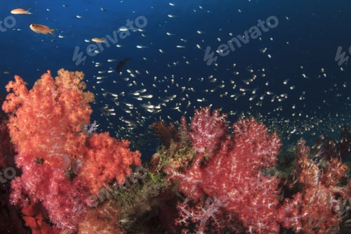 Preview: Coral Reef And Fish In Tropical Ocean