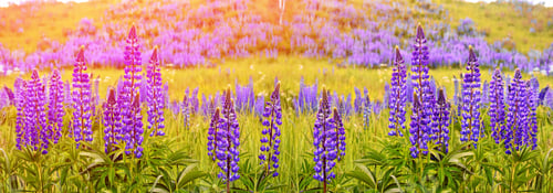Preview: Summer Landscape With Beautiful Bright Lupine Flowers