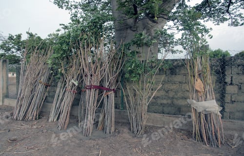 Preview: Horizontal Photography: Manioc (Cassava) Harvested With Green Leaves Standing By A Brick Wall, With