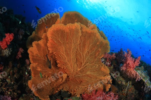 Preview: Coral Reef And Fish Underwater In Ocean
