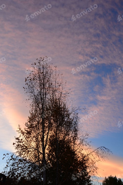 Preview: Tree Silhouettes Against Sunset Sky