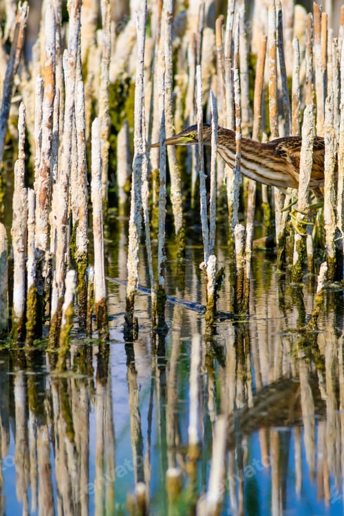 Preview: Heron And Habitat. Lake Reeds Background. Camouflage Animal. Bird: Common Squacco Heron. Ardeola