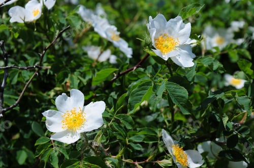 Preview: Rosa Canina In Bloom