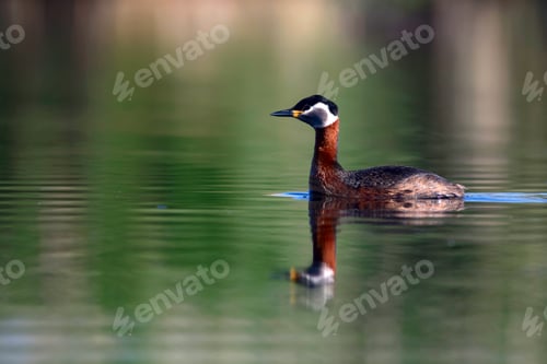 Preview: Swimming Bird. Nature Background. Bird: Red Necked Grebe. Podiceps Grisegena.
