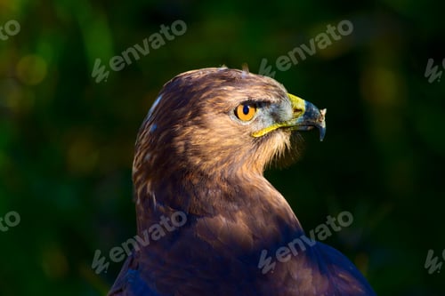 Preview: Bird Of Prey. Portrait Of Buzzard. Green Nature Background.