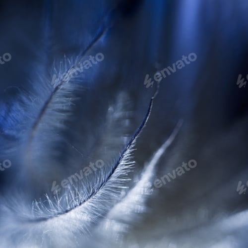 Preview: Blue And Fluffy