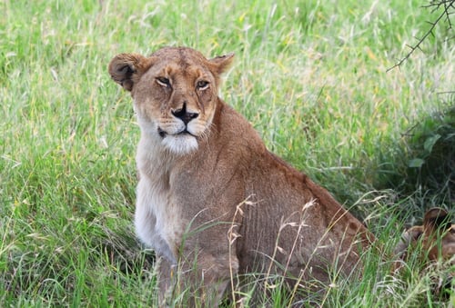 Preview: Lioness In The Serengeti National Park, Tanzania, With A Serious Wound On Her Nose