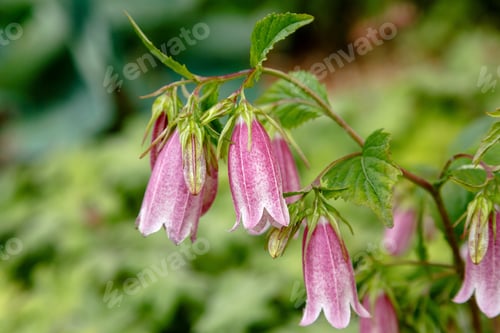 Preview: Pink Korean Bellflower (Or Korean-Glockenblume) In Garden. Campanula Takesimana (Campanula