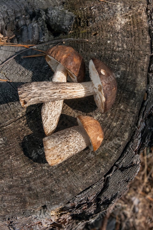 Preview: Harvested At Autumn Several Edible Mushrooms Brown Cap Boletus Known As Boletus Badius. Composition