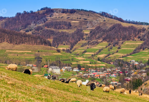 Preview: Rural Landscape With Flock Of Sheep On The Hillside Meadow In Carpathians