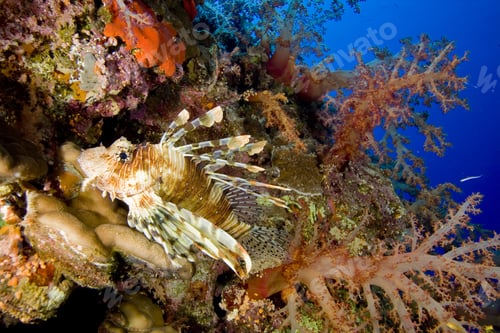Preview: Lionfish And Red Soft Corals