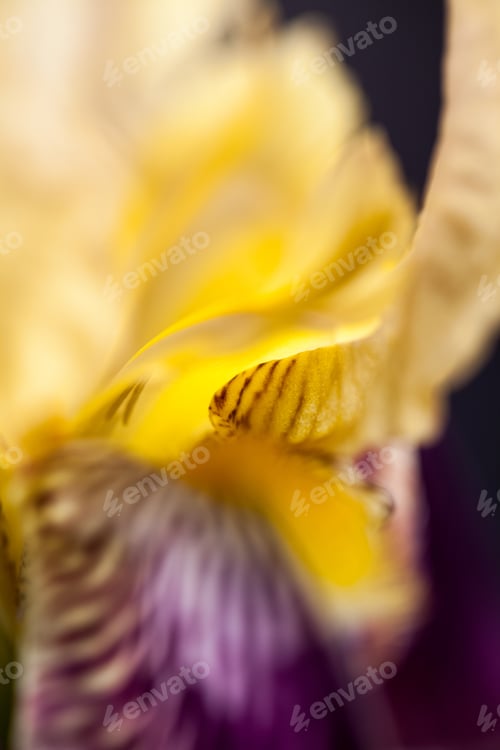 Preview: Beautiful Iris Flower With Details