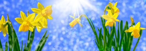 Preview: Bright And Colorful Flowers Of Daffodils On The Background Of The Spring Landscape