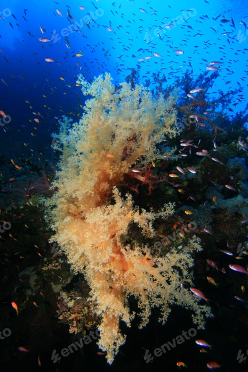 Preview: Soft Coral On A Reef