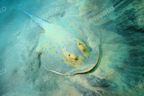 Preview: Bluespotted Stingray (Taeniura Lymma)